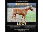 Lucy~Extra Cute*Extra Smooth*Extra Gentle*Extra Fun Family/Trail Mft Mare~
