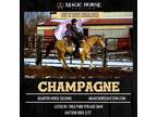 Champagne~Super Flashy*Super Safe*Super Handy Ranch/Family/Trail QH Gelding