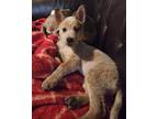 Adopt KATIE a Australian Cattle Dog / Blue Heeler