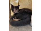 Adopt Sonya a Domestic Short Hair