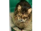 Adopt Hazel a Domestic Long Hair