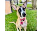 Adopt Zoe a German Shepherd Dog