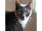 Adopt Winnie a Domestic Short Hair