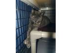 Adopt Nani a Domestic Short Hair