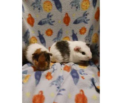 Male Guinea Pigs is a Male Baby Free in Kutztown PA