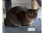 Adopt Hootie a Tabby