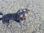 Adopt P.J. a Terrier, Mixed Breed