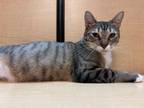 Adopt Aqua Marie a Abyssinian