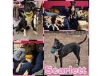 Adopt Scarlett a Pit Bull Terrier