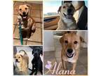 Adopt Alana a Yellow Labrador Retriever