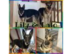 Adopt Lily & Lalo a German Shepherd Dog