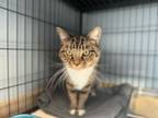 Adopt Roselyn a Domestic Short Hair