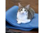 Adopt Frosty a Domestic Short Hair