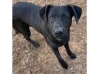 Adopt Petunia a Black Labrador Retriever