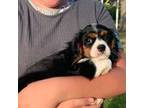 Cavalier King Charles Spaniel Puppy for sale in Abbeville, SC, USA