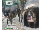 Adopt Lilly a Mountain Cur