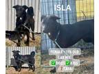 Adopt Isla a Black Labrador Retriever