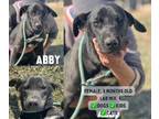 Adopt Abby a Black Labrador Retriever