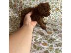 Poodle (Toy) Puppy for sale in Norman, OK, USA