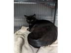 Adopt Tina Turner a Domestic Short Hair