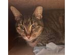 Adopt Mittens a Domestic Short Hair