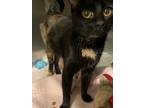 Adopt Violet a Domestic Short Hair