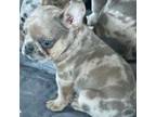 Sale pending Lilac fawn Merle