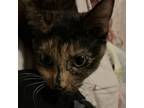 Adopt Alice a Domestic Short Hair