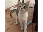 Adopt TRIXIE a Domestic Short Hair