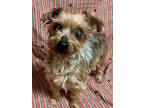 Adopt Pearl a Yorkshire Terrier