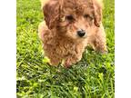 Poodle (Toy) Puppy for sale in Antelope, CA, USA