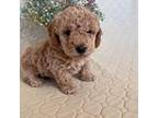 male toy poodle