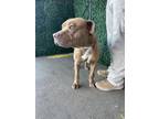 Adopt 55184705 a Pit Bull Terrier, Mixed Breed
