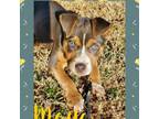 Adopt Maya a Australian Shepherd, Mixed Breed