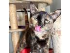 Adopt Jewel a Tortoiseshell