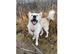 Adopt Elsie a Husky