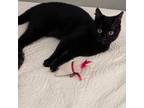 Adopt Dot a Domestic Short Hair