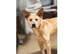 Adopt Rachel a Carolina Dog