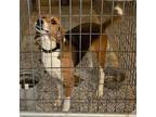 Adopt Hope a Foxhound