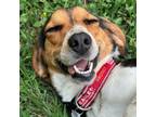 Adopt Loretta a Beagle