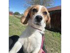 Adopt Ducky a Beagle