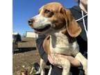 Adopt Anna a Beagle