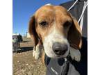 Adopt Kimberly a Beagle