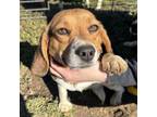 Adopt Marley a Beagle