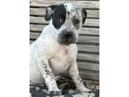 Adopt Rose a Boxer, Australian Cattle Dog / Blue Heeler