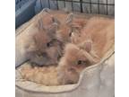 Adopt Rachel P a Lionhead