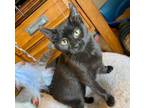 Adopt Pine a American Shorthair