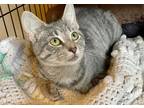 Adopt Maple a American Shorthair