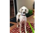 Adopt Hannah a Standard Poodle