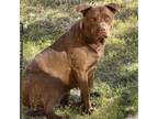 Adopt Coco a Chocolate Labrador Retriever, Pit Bull Terrier